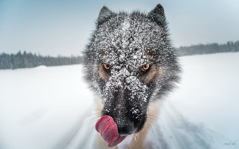 Wolf Close Up, wolf, animals, HD wallpaper
