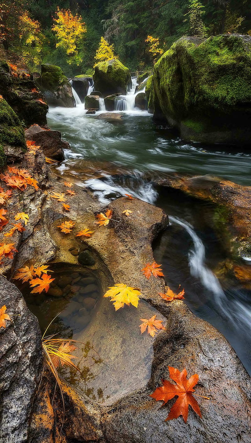 fall, autumn, leaves, maple, nature, river, water, HD phone wallpaper