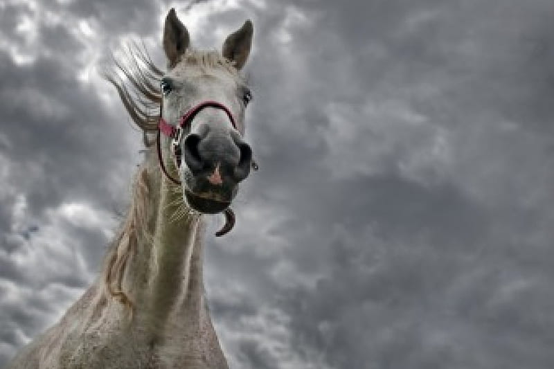 Horse and bad weather, skies, gris, cloud, horse, HD wallpaper