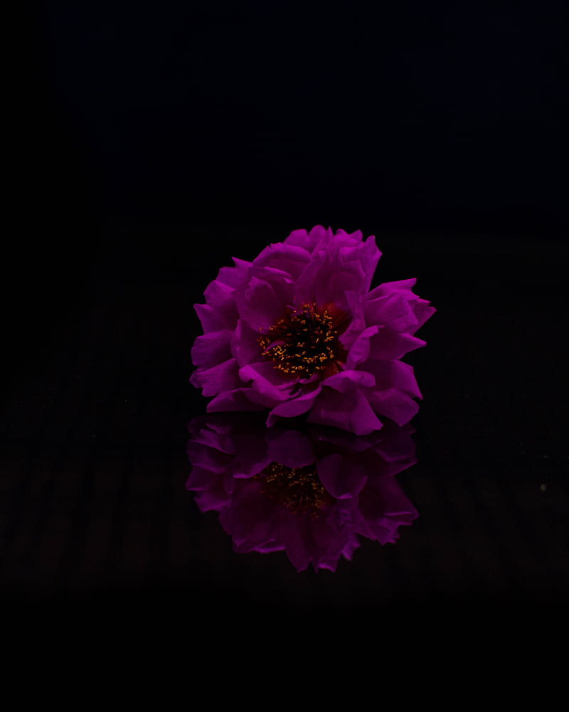 flower, petals, hop, purple, black, HD phone wallpaper