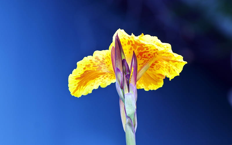 Daffodils-Natural plant macro, HD wallpaper