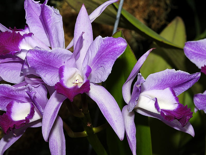 Orchids, orhidee, mov, flower, purple, orchid, flower, nature, orquidea, flori, lila, cattleya zeno, HD wallpaper