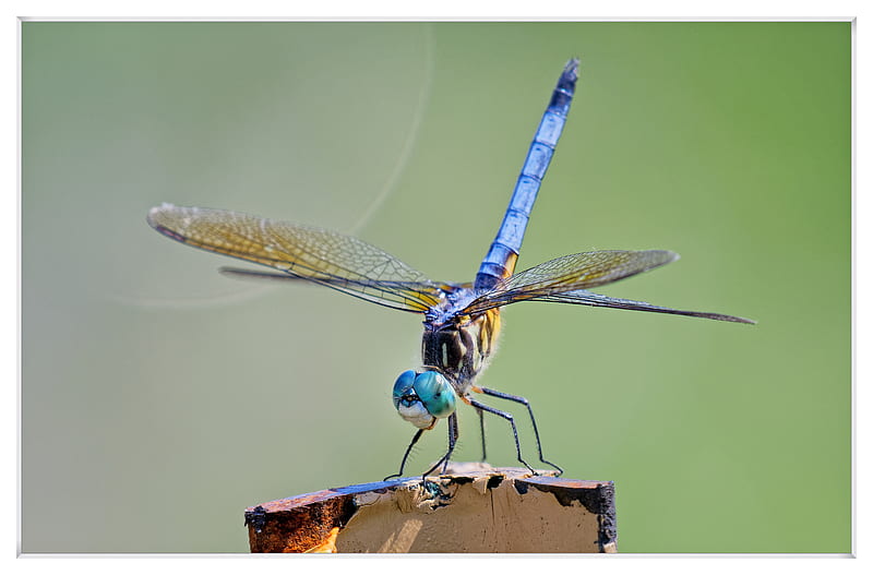 Dragonfly , dragons, insects, flies, fly, macro, HD wallpaper