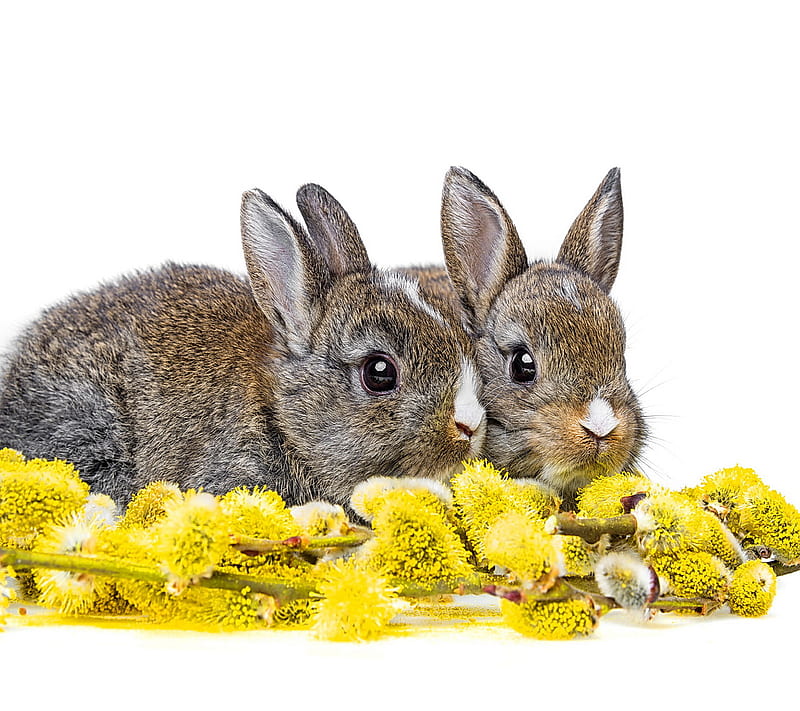 Spring Bunnies, bunnies, cute, flowers, spring, HD wallpaper