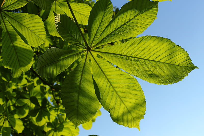 green leaves, clear sky, chestnut tree, Nature, HD wallpaper
