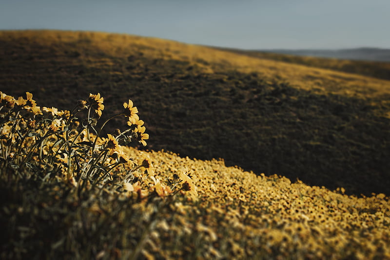 hills, flowers, yellow, field, HD wallpaper