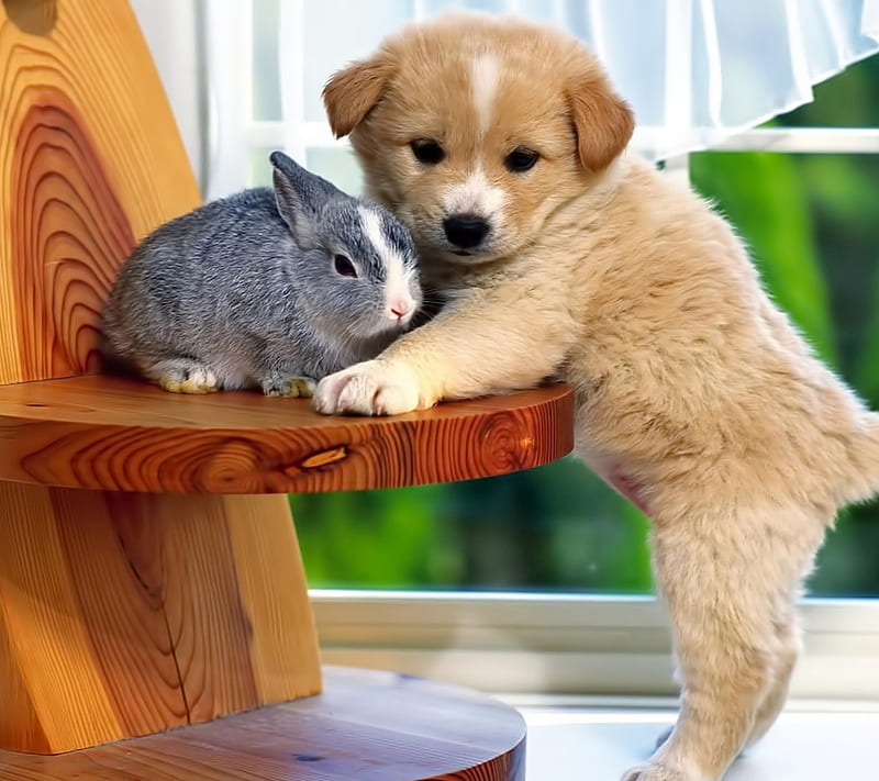 dog, rabbit, bunny, HD wallpaper