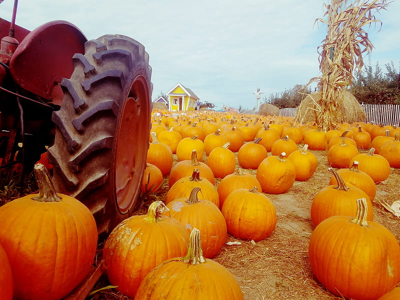 Pumpkin Picking, fall, pumpkins, scenes, thanksgiving, turkey, HD ...