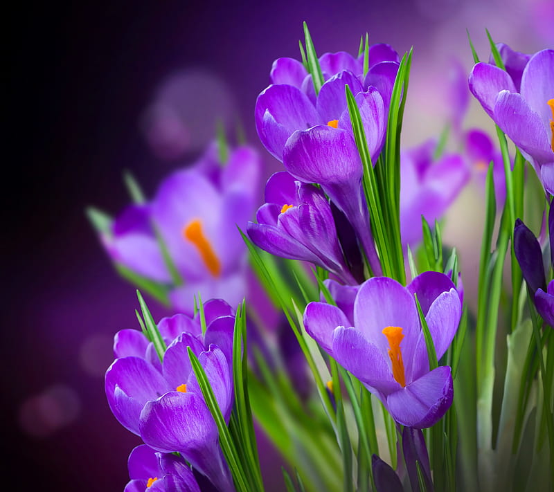 Purple Crocuses, crocuses, flowers, purple, spring, HD wallpaper | Peakpx
