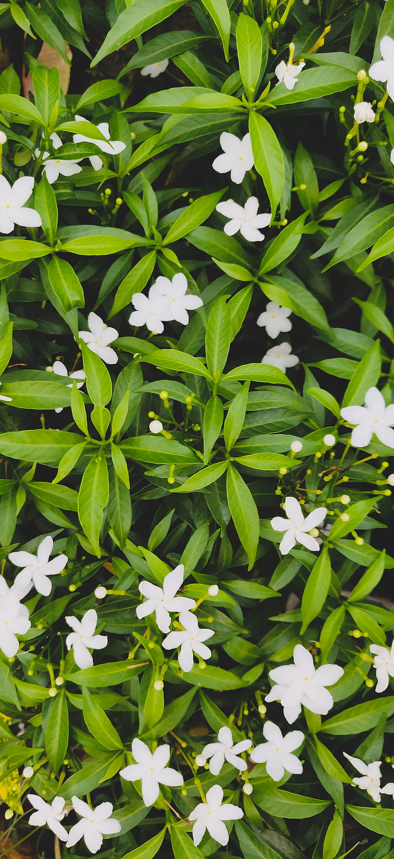 Flor, verde, hojas, natural, pequeña flor, pequeña flor, tropical, flor  blanca, Fondo de pantalla de teléfono HD | Peakpx