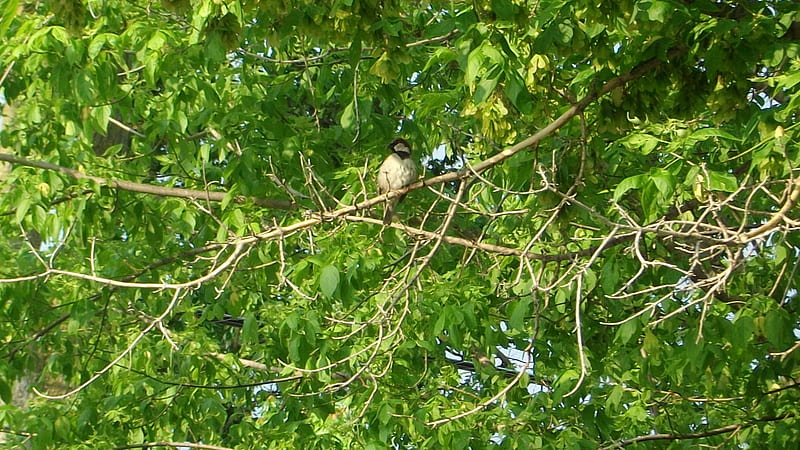 Springtime Sparrow sitting pretty, tree, bird, nature, spring, sparrow, HD wallpaper