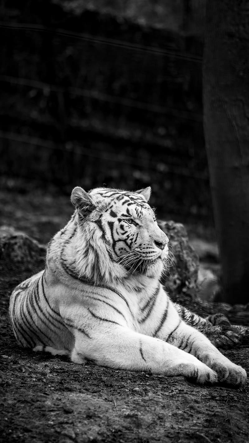White Tiger One Side, white tiger, one side, sitting, lying, ground, wild animal, HD phone wallpaper