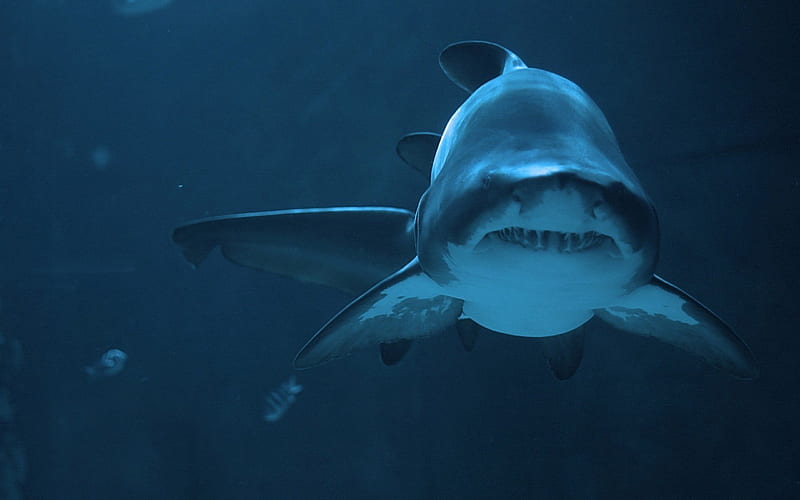shark, underwater, ocean, dangerous animals, predator, HD wallpaper