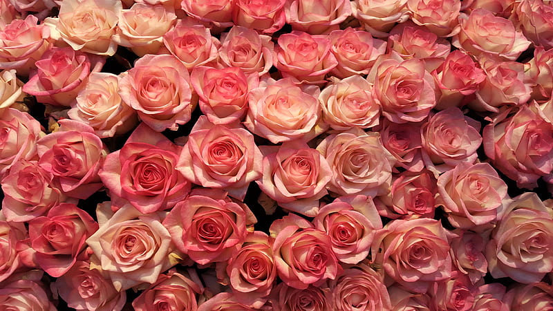 Bunch Of Pink Rose Flowers Flowers, HD wallpaper
