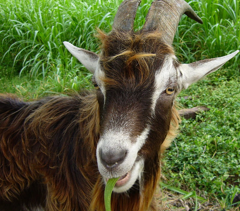 Goat - Cabra, goat, eating, HD wallpaper | Peakpx