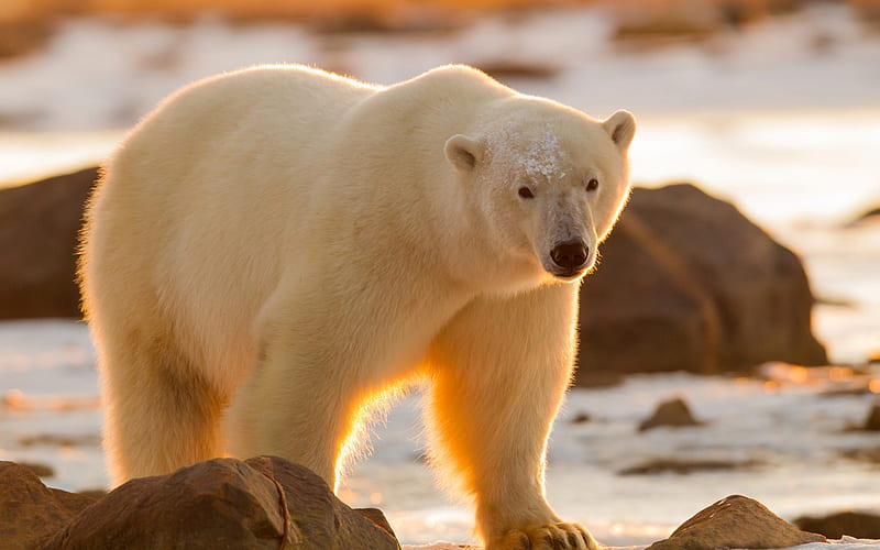 Polar bear, sunset, wildlife, North, winter, snow, bears, HD wallpaper
