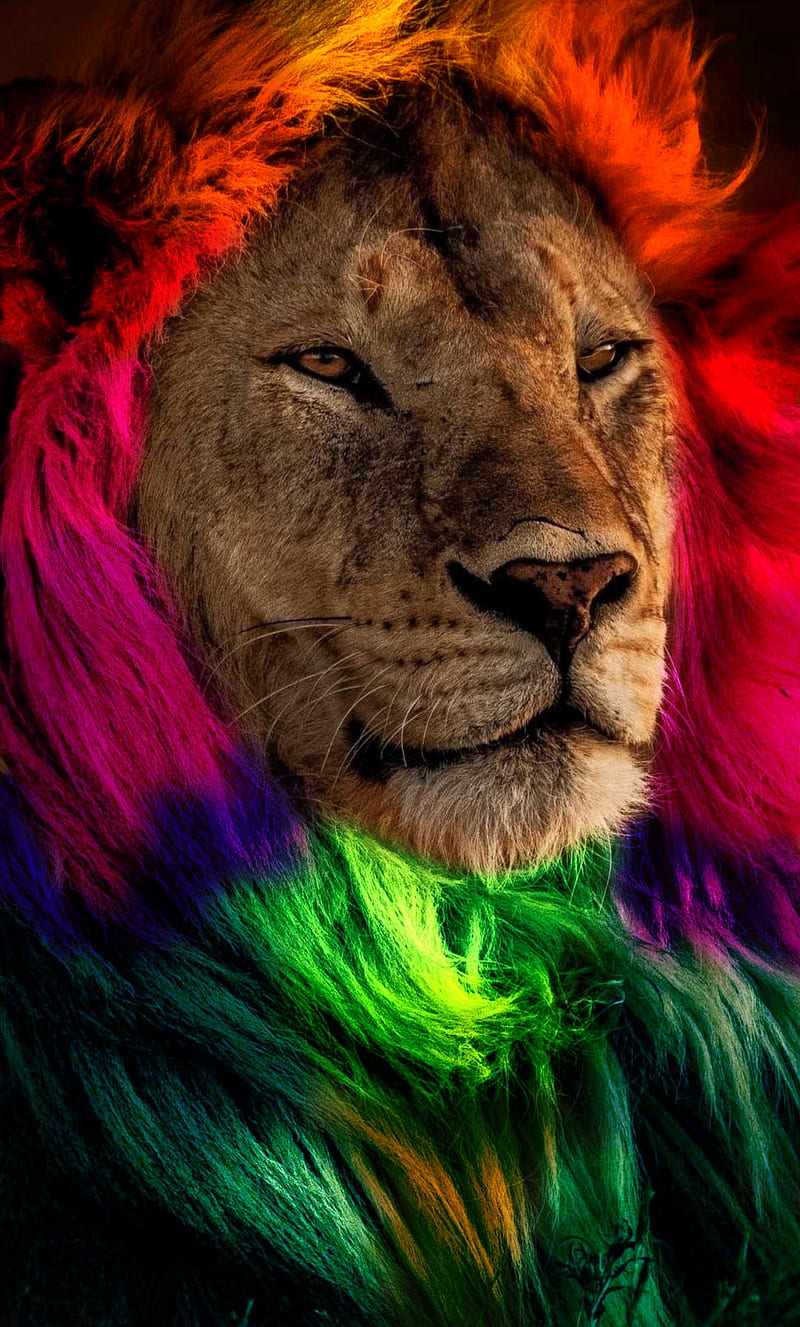 Rainbow lion, animal, HD phone wallpaper | Peakpx