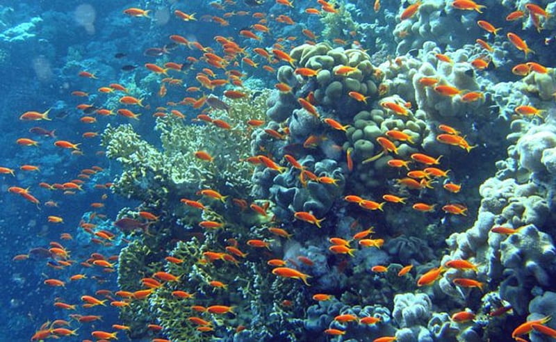 Coral Reef_Fish, underwater, oceans, fish, reefs, bonito, ecosystems, shallow, salt water fish, sea, goldfish, marine life, cool, nature, blue, HD wallpaper