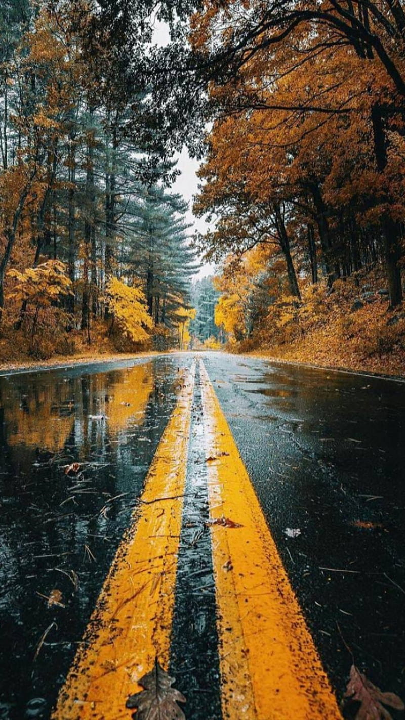 Autumn, fall nature, nature, fall, autumn, autumn road, road, beautiful  autumn, HD phone wallpaper | Peakpx