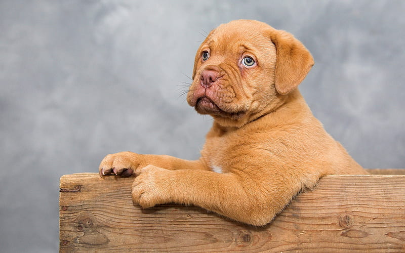 Bordeaux Mastiff, Bordeauxdog, little brown puppy, little cute dog, French Mastiff, pets, HD wallpaper