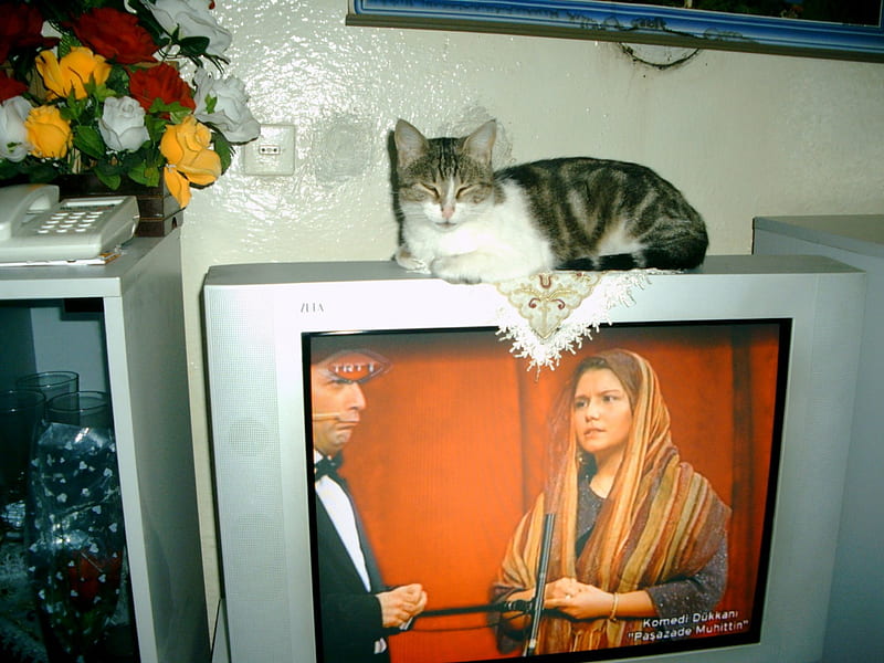 television antenna cat Antenna, technology, cat, Tv, tv, HD wallpaper
