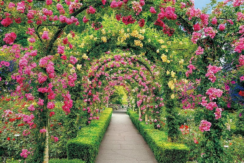 Floral tunnel, vara, green, rose, flower, summer, tunnel, pink, floral, HD wallpaper
