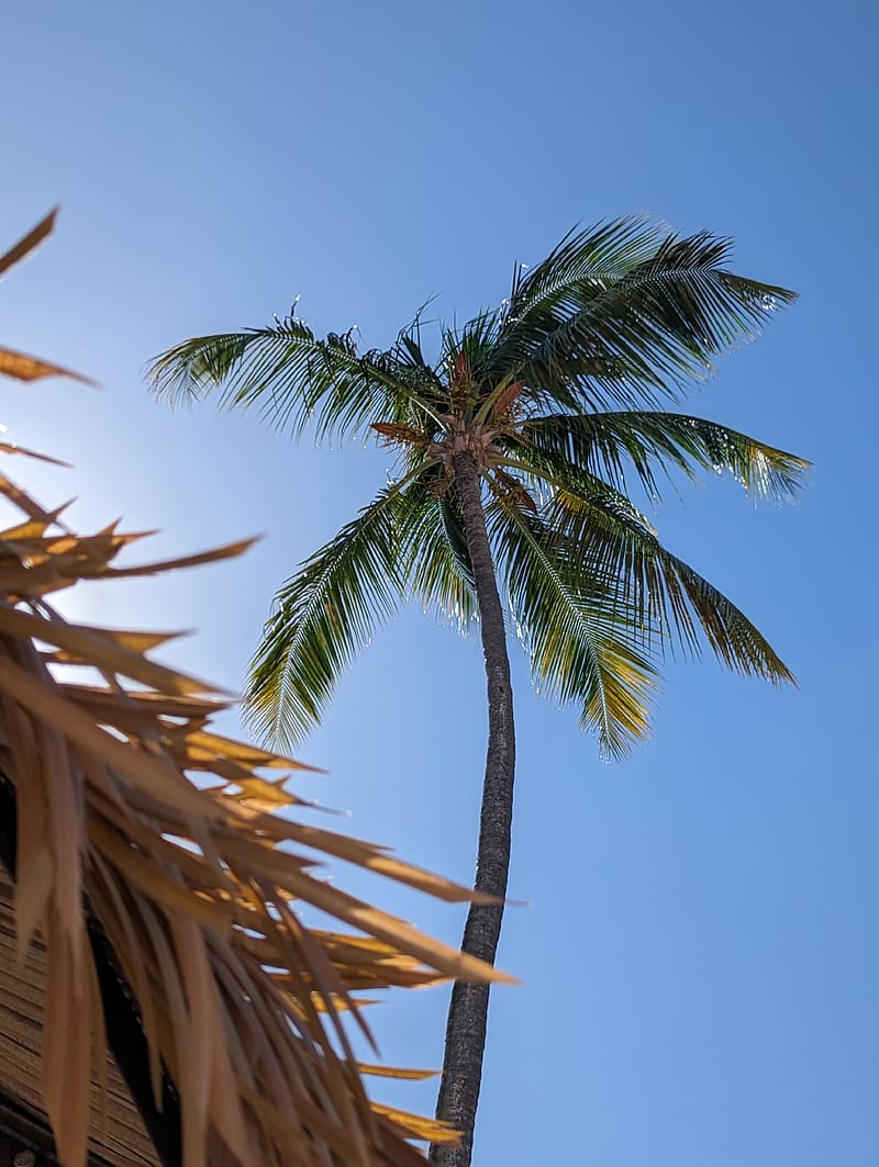 Palm Trees Treetops Dark Sky Twilight 4k Wallpaper