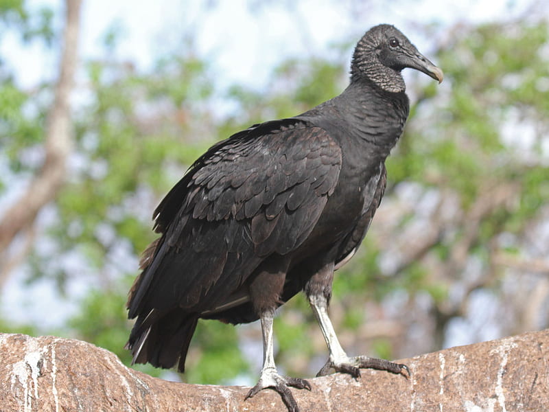Black Vulture (Crum Woods Biodiversity Guide) · iNaturalist, HD wallpaper