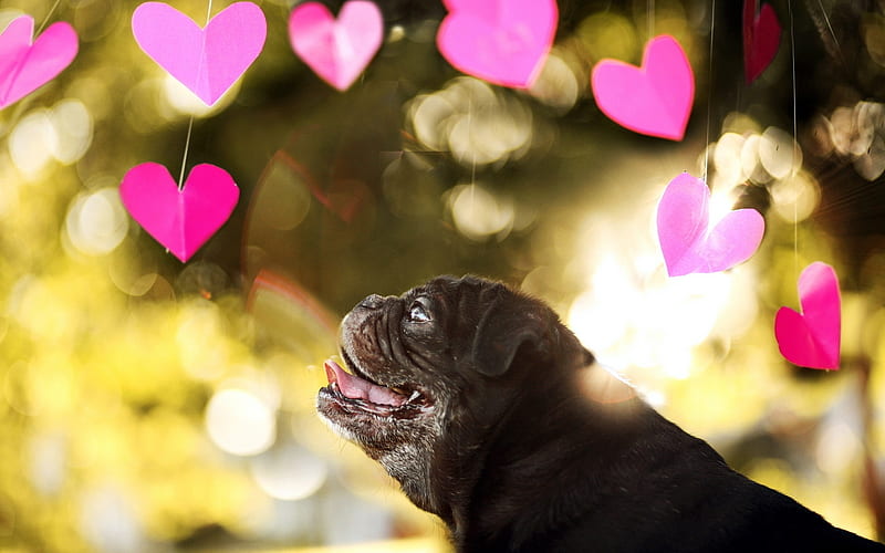 Pug Dog, corazones, dogs, black pug, cute animals, pets, Pug, HD wallpaper