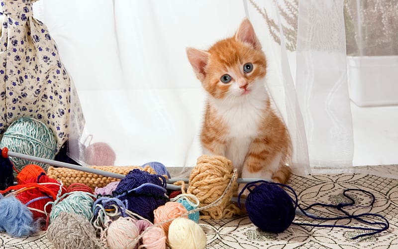 Kitten, animal, wool ball, pisici, cute, cat, pet, HD wallpaper