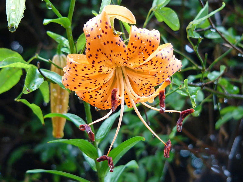 ASIATIC LILY, lily, flowers, nature, asiatic, HD wallpaper