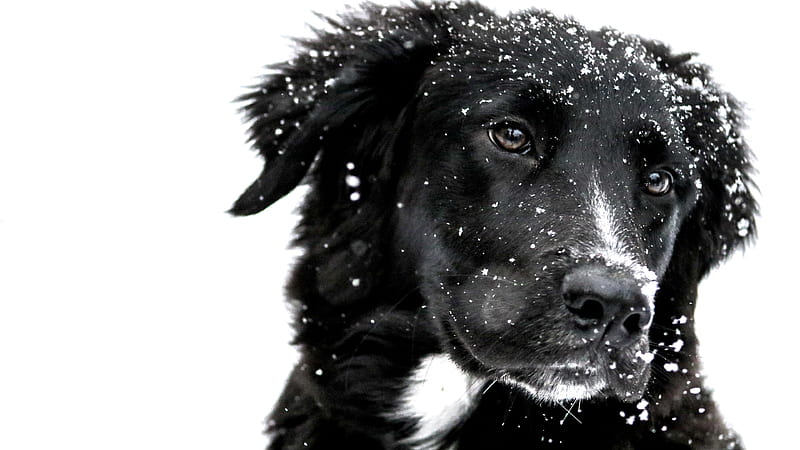 Dogs, Dog, Face, Snow, HD wallpaper
