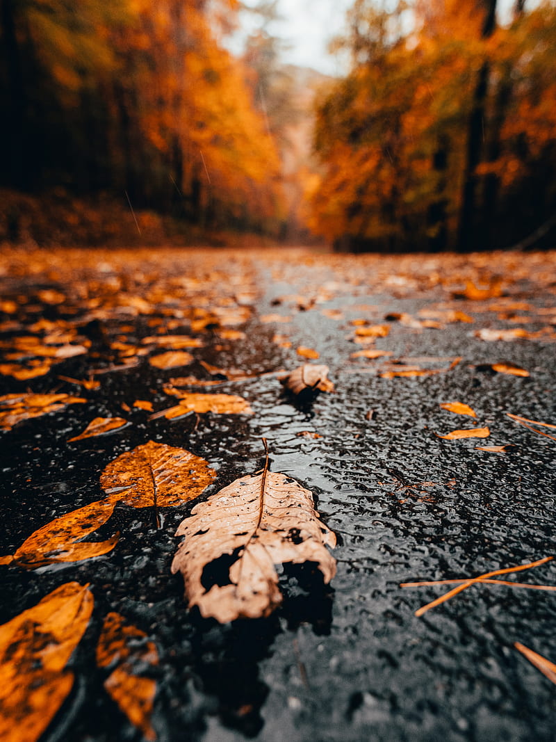 leaves, rain, wet, autumn, HD phone wallpaper