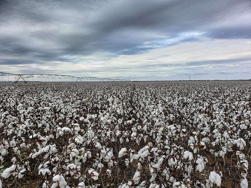 Cotton field, farm, agriculture, HD wallpaper