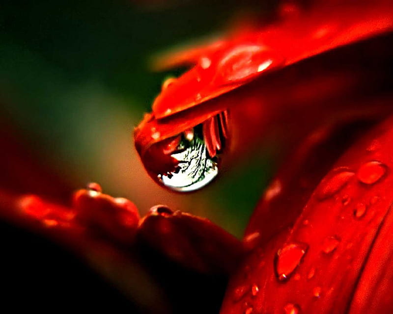 WATER DROP AT THE TIP OF GERBERA PETAL, red, water, drop, tip, flower, petal, HD wallpaper