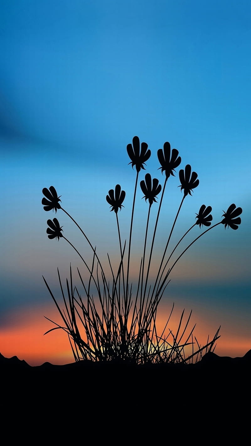 sunset flowers, black, blue, darkness, flowers, nature, plants, sky, sunset, HD phone wallpaper