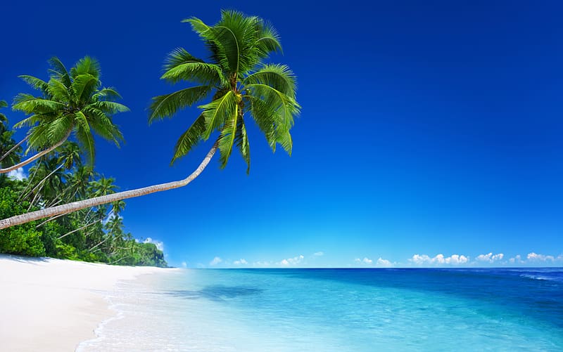 Beach, Horizon, Ocean, , Tropical, Palm Tree, HD wallpaper | Peakpx