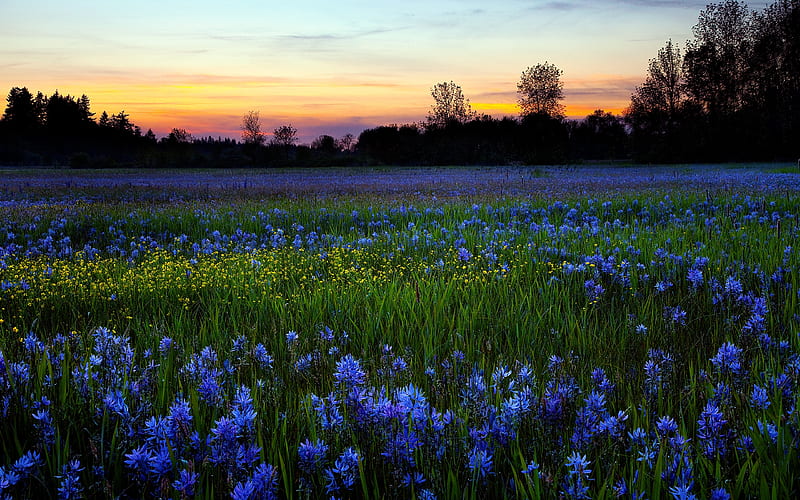 Field Of Flowers, pretty, grass, yellow, lavender, sunset, clouds, floral, nice, splendor, wildflowers, flowers, beauty, sunrise, morning, lovely, sky, trees, landscape, field, blue flowers, colorful, bonito, valley, green, yellow flowers, fields, blue, view, colors, dew, spring, tree, peaceful, nature, meadow, HD wallpaper