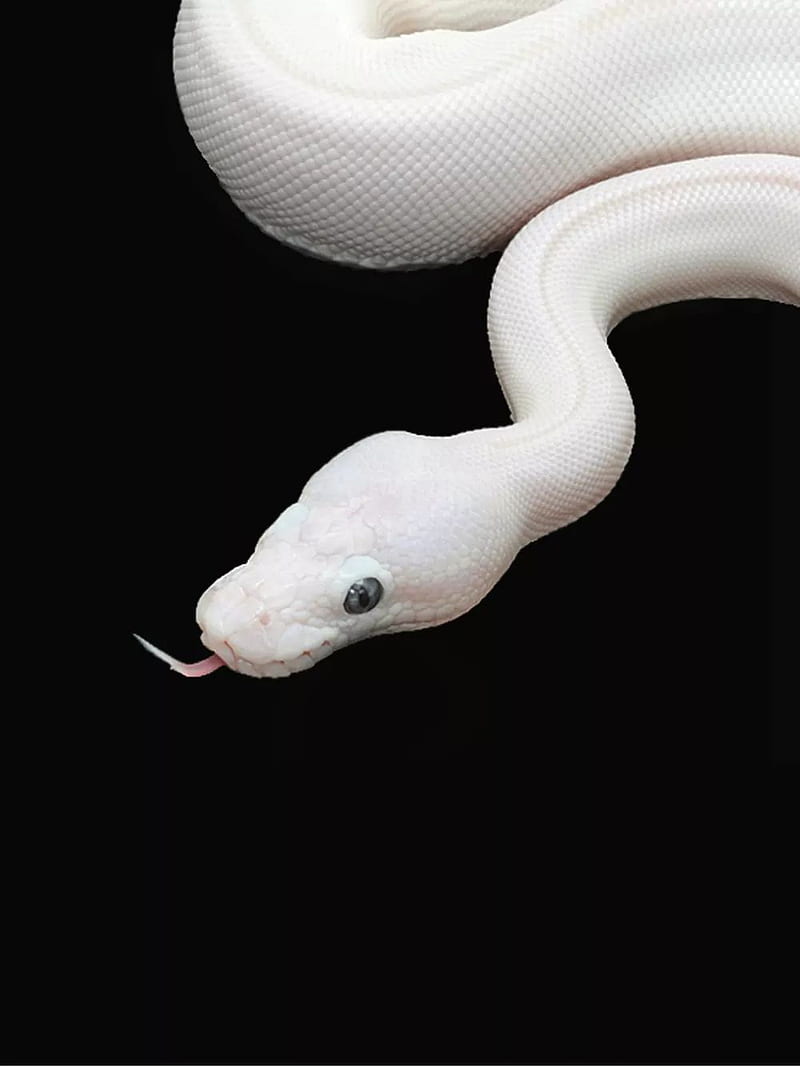 Snake, animal, bonito, white, HD phone wallpaper | Peakpx