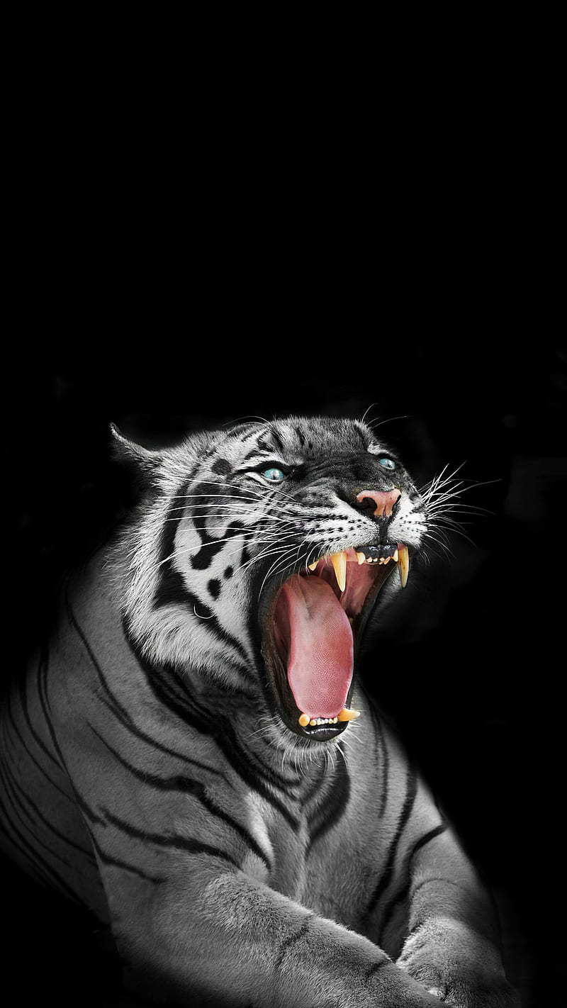 angry white tiger, animal, mad, wild, HD phone wallpaper