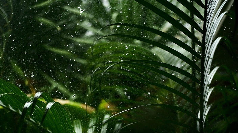 Glass Drops Rain Green Leaves Plants Nature, HD wallpaper