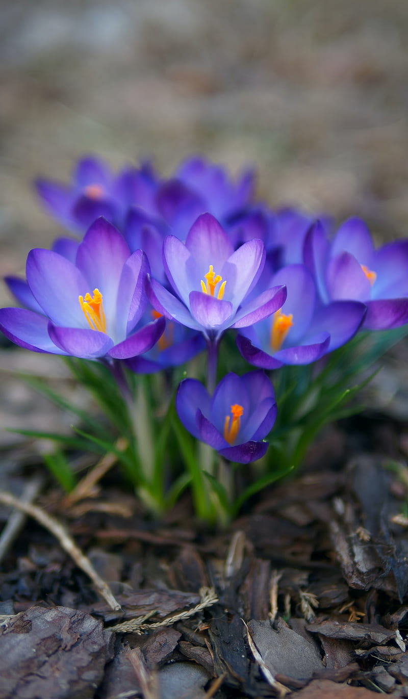 Blue saffron, background, bkue saffron, blue flowers, garden, nature,  plants, HD phone wallpaper | Peakpx