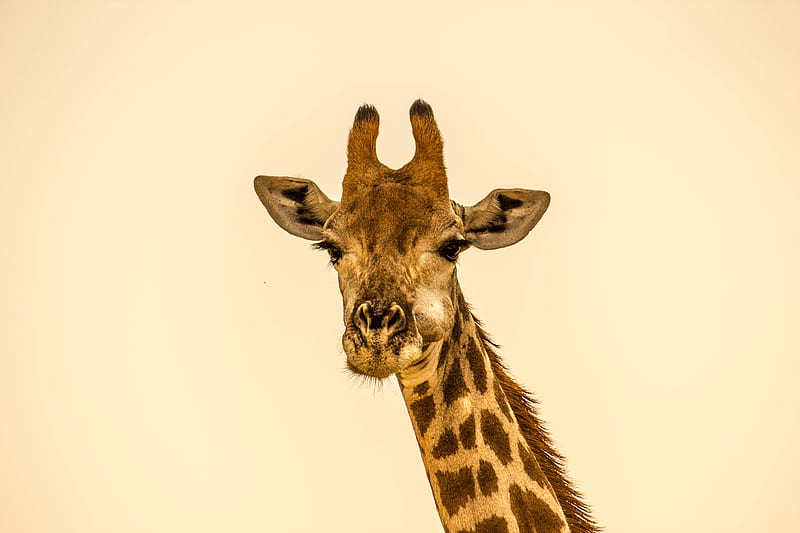 selective focus graphy of giraffe, HD wallpaper