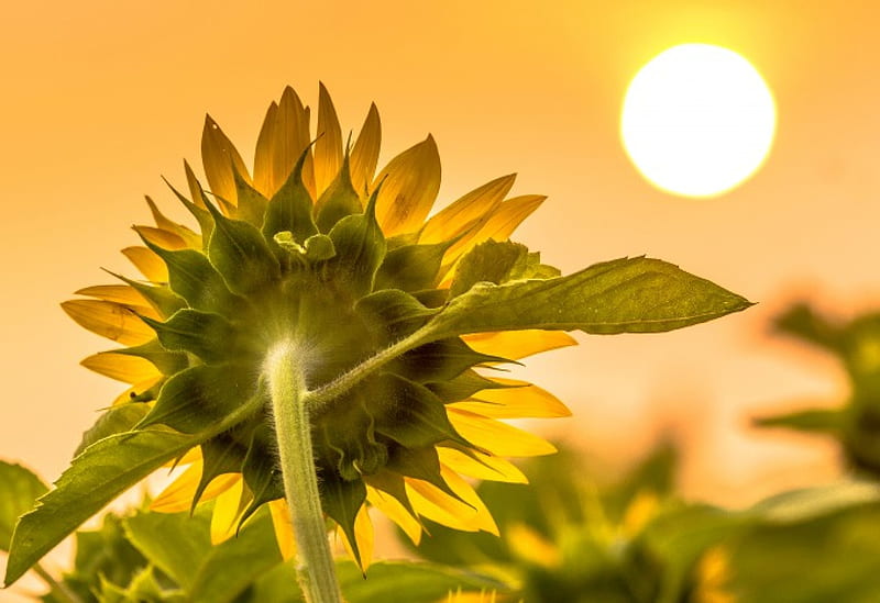 Sunflowers, flower, yellow, sun, sun flowers, HD wallpaper
