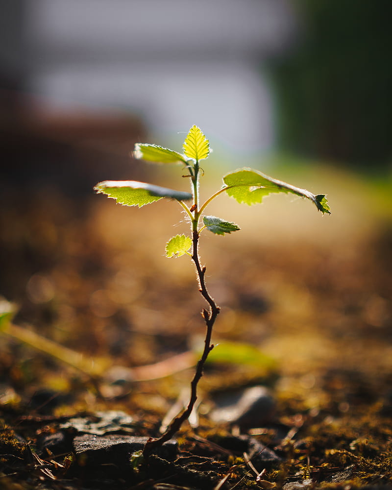 tree, sprout, plant, stem, leaves, HD phone wallpaper