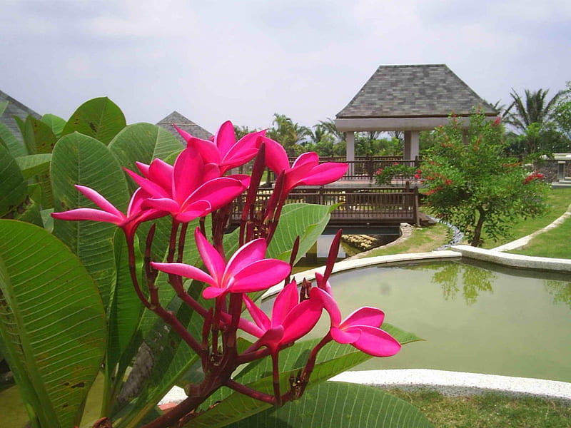 Relaxing Garden, plam trees, swimming pool, garden, tropical, deep pink flowers, HD wallpaper