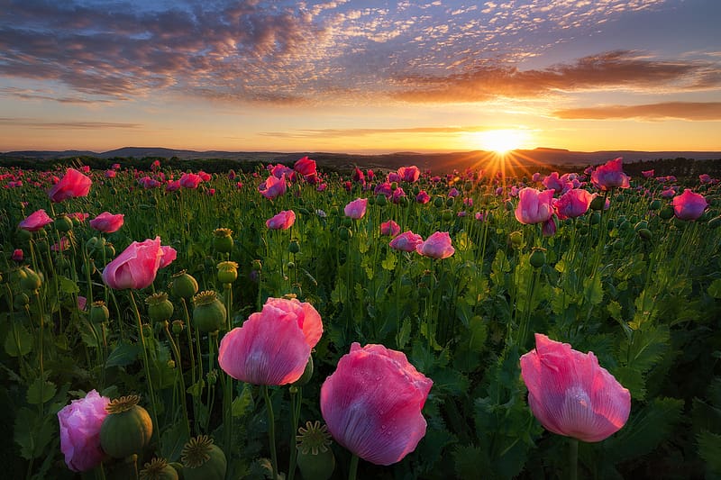 Nature, Flowers, Sun, Flower, Sunrise, , Field, Poppy, Sunbeam, Pink Flower, HD wallpaper