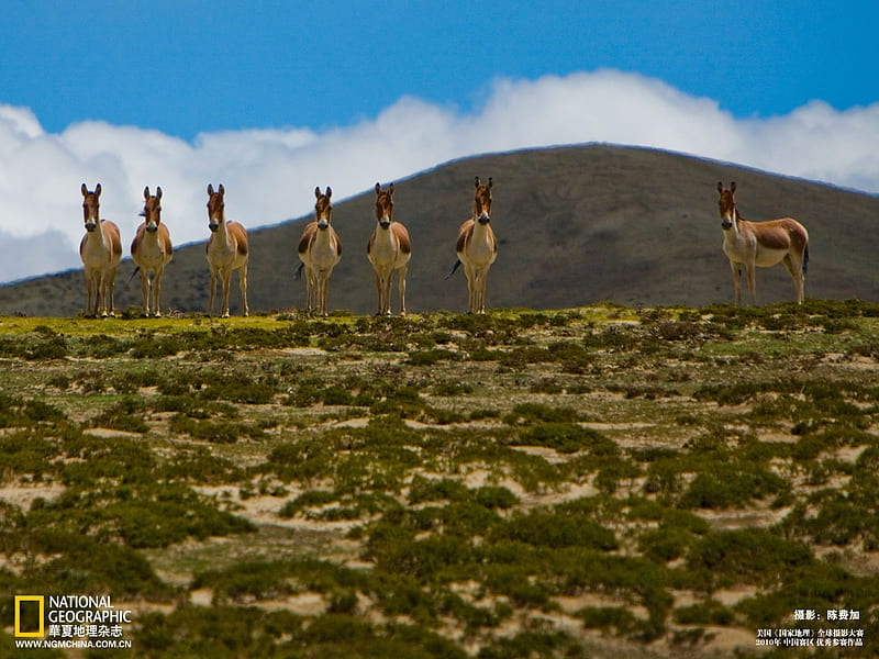 Tibetan wild ass classes - stand at attention, HD wallpaper
