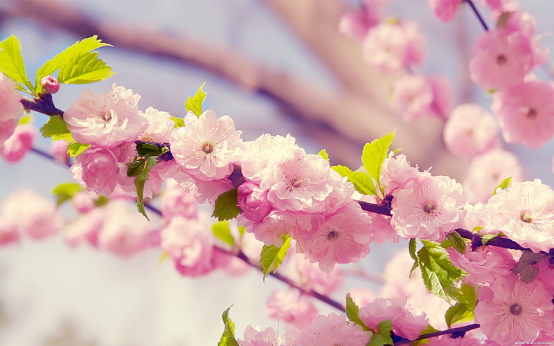 Spring cherry blossoms, HD wallpaper