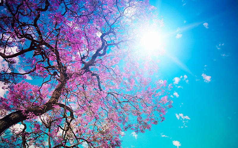 Spring Time, tree, sun, blossom, nature, spring, sunshine, blue sky, HD wallpaper
